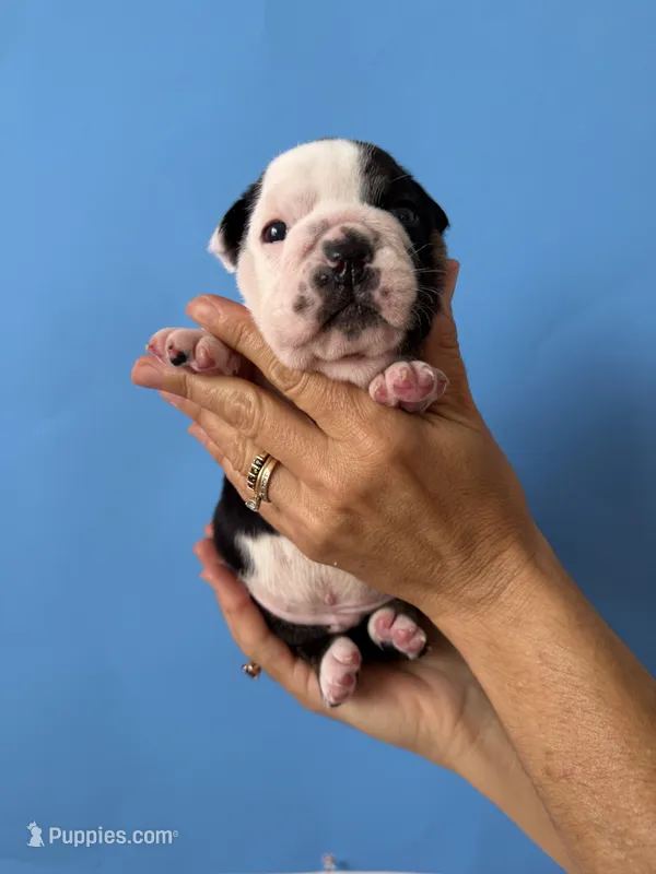 Cash – English Bulldog puppy for sale in Portland, TN