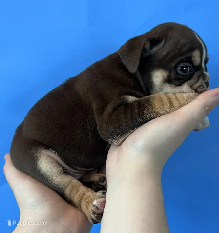 Bucky – English Bulldog puppy for sale in Portland, TN