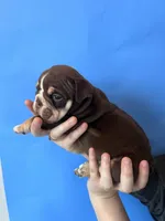 Bucky, a male English Bulldog for sale in Portland, TN – Photo 3 of 8