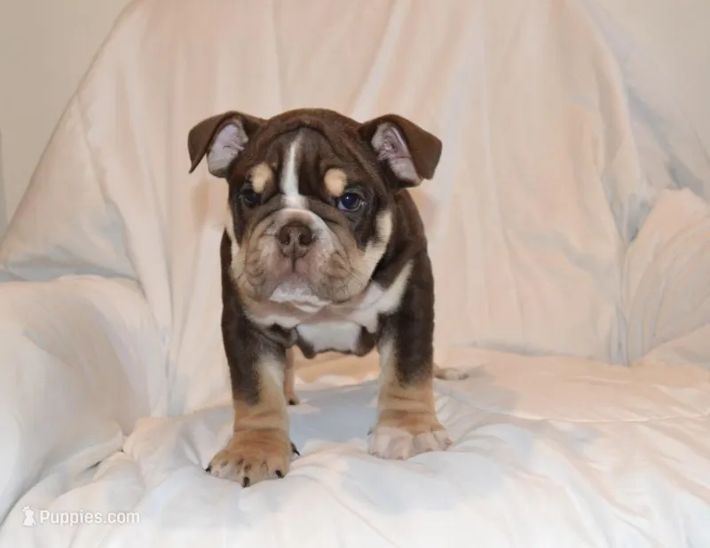Bucky – English Bulldog puppy for sale in Portland, TN