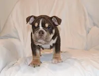 Bucky, a male English Bulldog for sale in Portland, TN – 1 of 7
