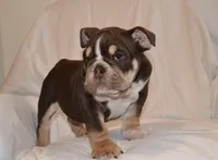 Bucky, a male English Bulldog for sale in Portland, TN – 3 of 7