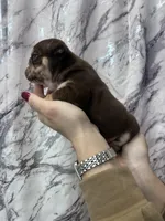 Bucky, a male English Bulldog for sale in Portland, TN – Photo 6 of 8