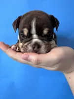 Bucky, a male English Bulldog for sale in Portland, TN – Photo 2 of 8