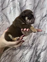 Bucky, a male English Bulldog for sale in Portland, TN – Photo 5 of 8