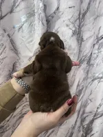 Bucky, a male English Bulldog for sale in Portland, TN – Photo 8 of 8