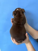 Bucky, a male English Bulldog for sale in Portland, TN – Photo 4 of 8