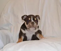 Bucky, a male English Bulldog for sale in Portland, TN – 7 of 7