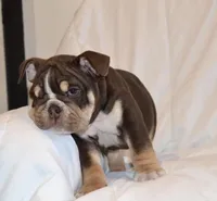 Bucky, a male English Bulldog for sale in Portland, TN – 5 of 7