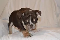Bucky, a male English Bulldog for sale in Portland, TN – 4 of 7