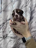 Bucky, a male English Bulldog for sale in Portland, TN – Photo 7 of 8