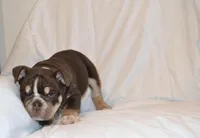 Bucky, a male English Bulldog for sale in Portland, TN – 2 of 7