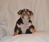 Bucky, a male English Bulldog for sale in Portland, TN – 6 of 7