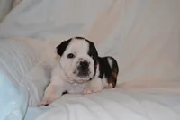 Cash, a male English Bulldog for sale in Portland, TN – 3 of 4