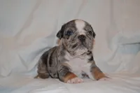 Cosmo, a male English Bulldog for sale in Portland, TN – 3 of 5