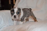 Cora, a female English Bulldog for sale in Portland, TN – 4 of 5