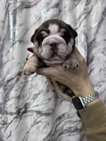 Bandit, a male English Bulldog for sale in Portland, TN – Photo 5 of 8