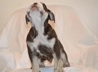 Bandit, a male English Bulldog for sale in Portland, TN – 7 of 10