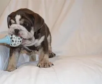Bandit, a male English Bulldog for sale in Portland, TN – 3 of 10