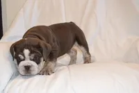 Bandit, a male English Bulldog for sale in Portland, TN – 8 of 10