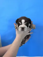 Bandit, a male English Bulldog for sale in Portland, TN – Photo 3 of 8