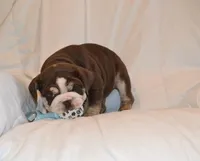 Bandit, a male English Bulldog for sale in Portland, TN – 5 of 10