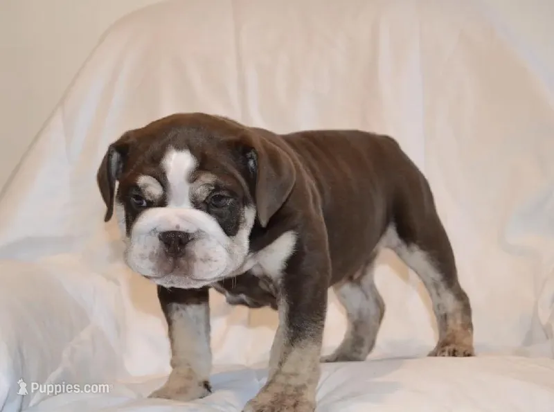 Bandit – English Bulldog puppy for sale in Portland, TN