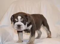 Bandit, a male English Bulldog for sale in Portland, TN – 1 of 10