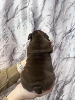 Bandit, a male English Bulldog for sale in Portland, TN – Photo 8 of 8