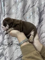 Bandit, a male English Bulldog for sale in Portland, TN – Photo 7 of 8