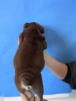 Bandit, a male English Bulldog for sale in Portland, TN – Photo 4 of 8