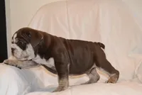 Bandit, a male English Bulldog for sale in Portland, TN – 10 of 10