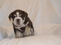 Bandit, a male English Bulldog for sale in Portland, TN – 9 of 10