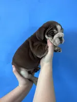 Bandit, a male English Bulldog for sale in Portland, TN – Photo 2 of 8