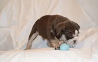 Bandit, a male English Bulldog for sale in Portland, TN – 4 of 10
