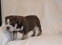 Bandit, a male English Bulldog for sale in Portland, TN – 6 of 10