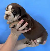 Bandit, a male English Bulldog for sale in Portland, TN – Photo 1 of 8
