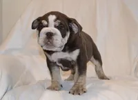 Bandit, a male English Bulldog for sale in Portland, TN – 2 of 10