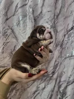 Bandit, a male English Bulldog for sale in Portland, TN – Photo 6 of 8