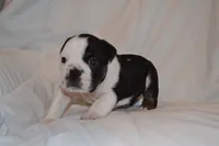 Cash, a male English Bulldog for sale in Portland, TN – 2 of 4
