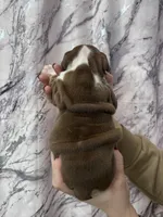 Bully, a male English Bulldog for sale in Portland, TN – Photo 6 of 8