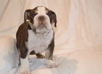 Bully, a male English Bulldog for sale in Portland, TN – 5 of 10