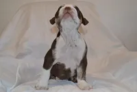 Bully, a male English Bulldog for sale in Portland, TN – 7 of 10
