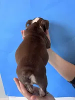 Bully, a male English Bulldog for sale in Portland, TN – Photo 2 of 8