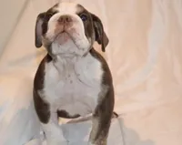 Bully, a male English Bulldog for sale in Portland, TN – 8 of 10