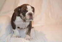 Bully, a male English Bulldog for sale in Portland, TN – 4 of 10