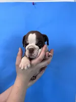 Bully, a male English Bulldog for sale in Portland, TN – Photo 3 of 8