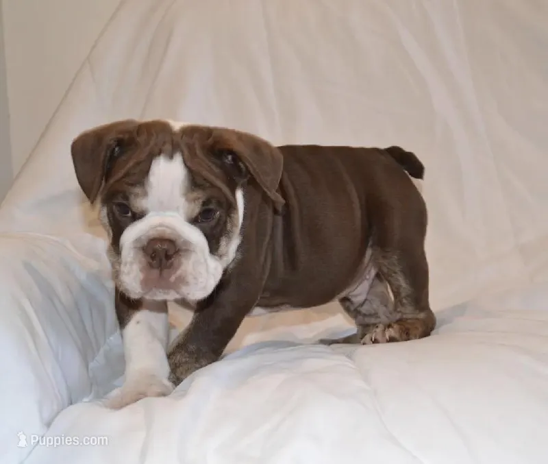 Bully – English Bulldog puppy for sale in Portland, TN