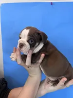 Bully, a male English Bulldog for sale in Portland, TN – Photo 4 of 8