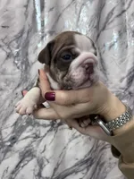 Bully, a male English Bulldog for sale in Portland, TN – Photo 5 of 8